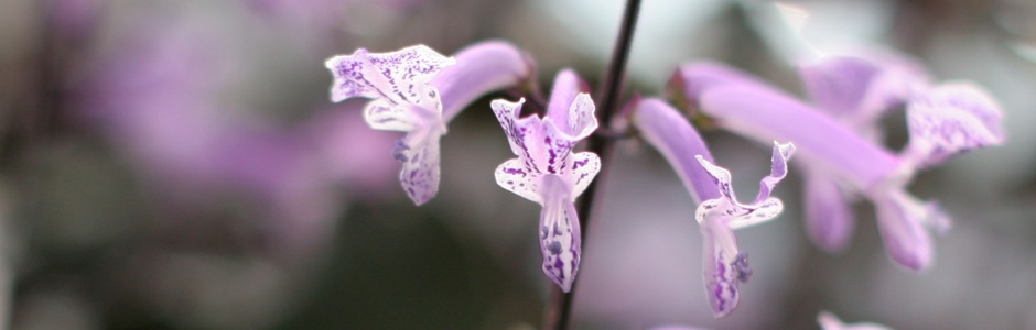 macro photo of purple flowers